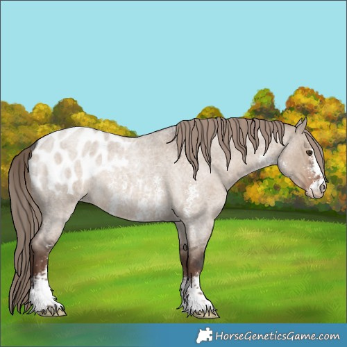 Horse Color:Liver Red Dun Roan Sabino Appaloosa Rabicano