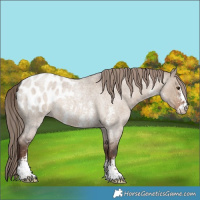 Horse Color:Liver Red Dun Roan Sabino Appaloosa Rabicano
