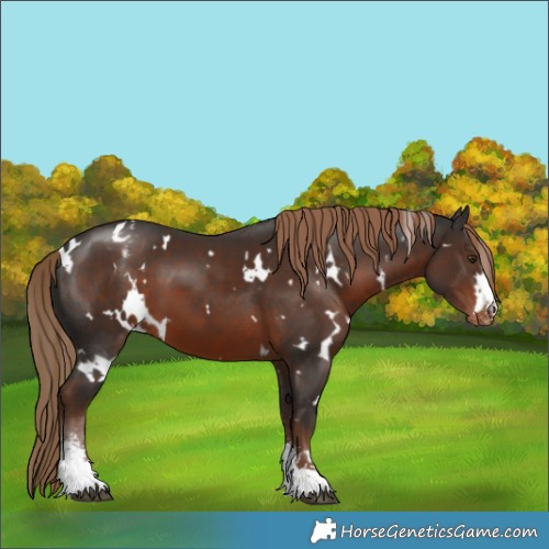 Horse Color:White Spotted Liver Chestnut Sabino Appaloosa 