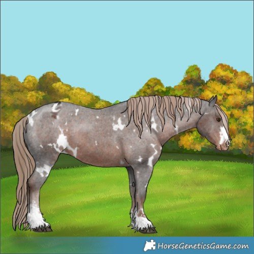 Horse Color:White Spotted Liver Chestnut Sabino Varnish 