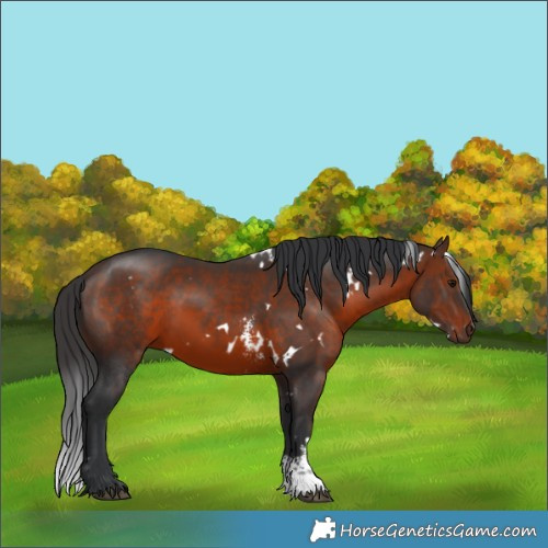 Horse Color:White Spotted Brown Sabino 