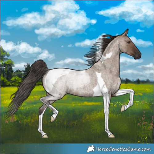Horse Color:Liver Red Dun Roan Tobiano Rabicano 