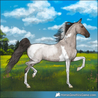 Horse Color:Liver Red Dun Roan Tobiano Rabicano 