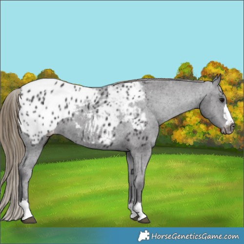 Horse Color:Smoky Black Appaloosa 