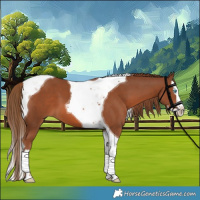 Horse Color:Chestnut Splash Tobiano 