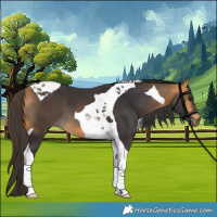 Horse Color:Buckskin Tobiano 