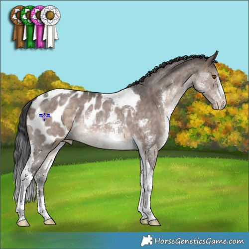 Horse Color:Brown Dun Sabino Tobiano Appaloosa Rabicano 