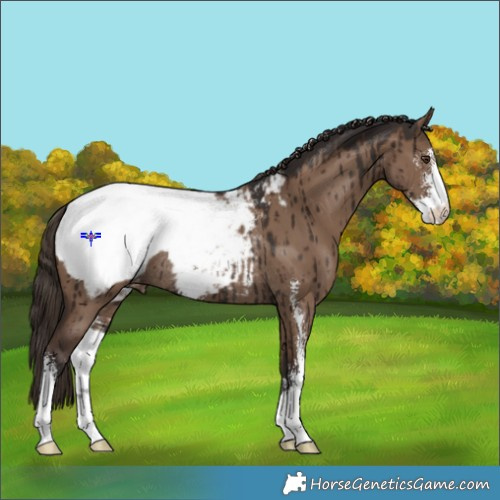 Horse Color:Liver Red Dun Sabino Snowcap Rabicano Brindle 