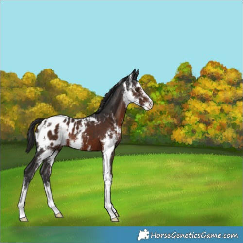 Horse Color:Liver Chestnut Sabino Appaloosa 