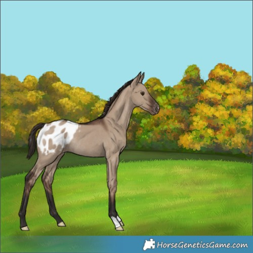 Horse Color:Liver Red Dun Appaloosa Rabicano 