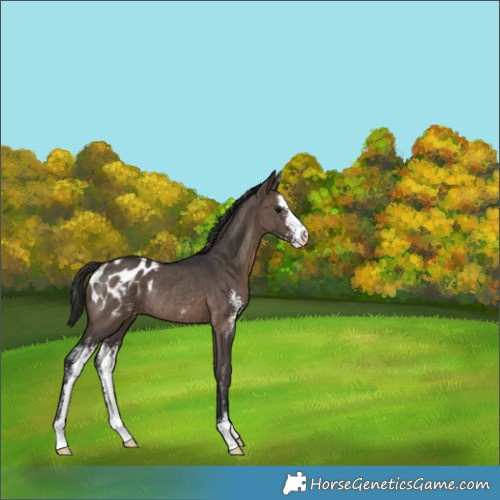 Horse Color:Brown Dun Sabino Appaloosa Rabicano Brindle 