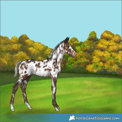 Horse Color:White Spotted Silver Brown Appaloosa Rabicano 