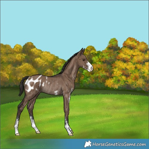 Horse Color:Liver Red Dun Sabino Appaloosa Rabicano Brindle 