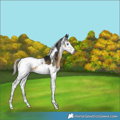 Horse Color:Gray Silver Buckskin Sabino Splash Tobiano Appaloosa 