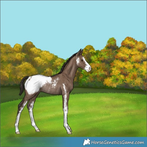 Horse Color:Liver Red Dun Sabino Snowcap Rabicano Brindle 