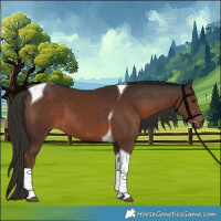 Horse Color:Liver Chestnut Tobiano 