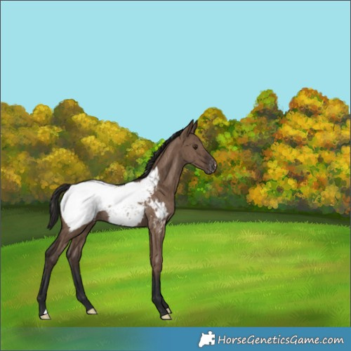 Horse Color:Liver Red Dun Snowcap Rabicano Brindle 