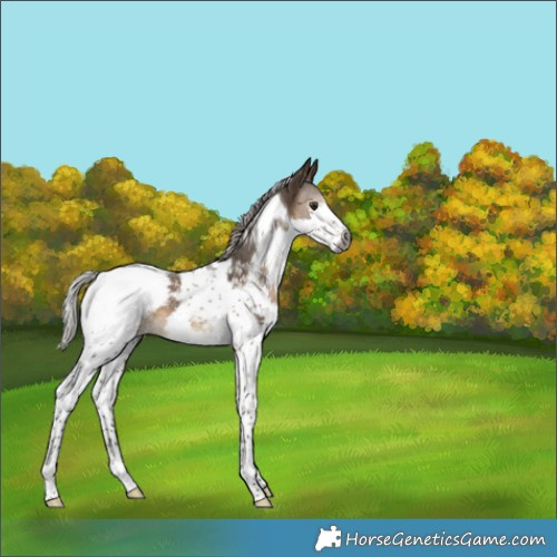 Horse Color:Gray Silver Brown Dun Splash Tobiano Appaloosa 
