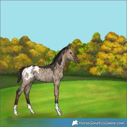 Horse Color:Liver Red Dun Appaloosa Rabicano Brindle 
