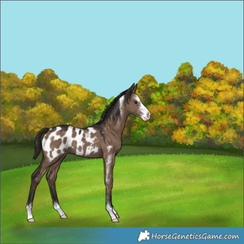 Horse Color:Liver Red Dun Sabino Appaloosa 
