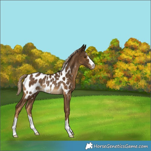 Horse Color:Chocolate Palomino Appaloosa Rabicano 