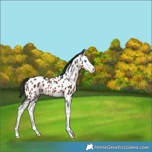 Horse Color:Brown Splash Appaloosa Rabicano 