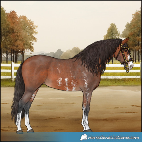 Horse Color:Bay Sabino 