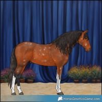Horse Color:Bay Tobiano 