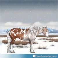 Horse Color:White Spotted Silver Brown Rabicano 