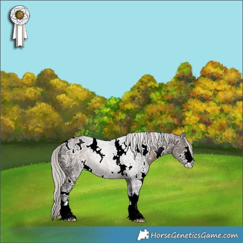 Horse Color:White Spotted Silver Black Ice