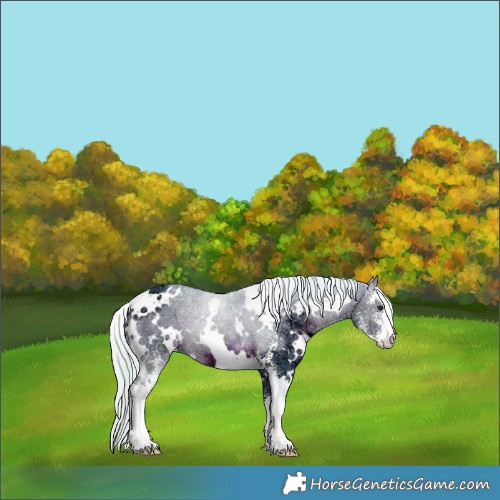 Horse Color:Watercolor White Spotted Silver Brown Ice Sabino 