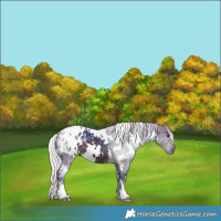 Horse Color:Watercolor White Spotted Silver Black Ice Appaloosa 