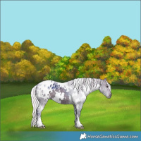 Horse Color:Watercolor White Spotted Silver Black Ice Appaloosa 