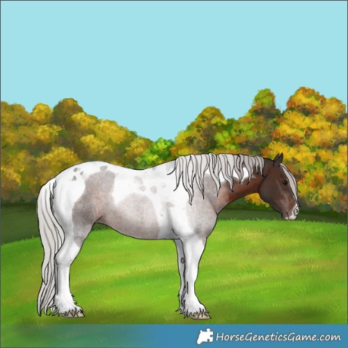 Horse Color:Silver Brown Tobiano 