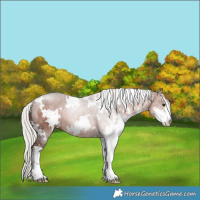 Horse Color:White Spotted Silver Brown Sabino 