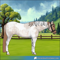 Horse Color:Red Dun Roan Tobiano
