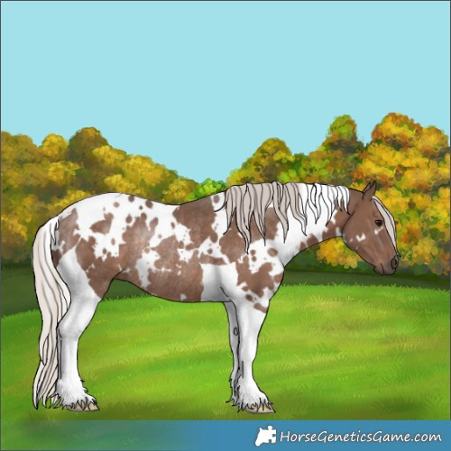 Horse Color:White Spotted Silver Black Tobiano Rabicano 