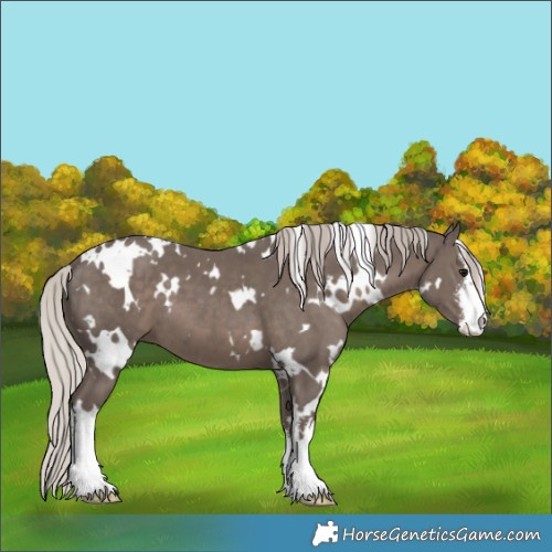Horse Color:White Spotted Silver Black 