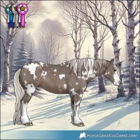Horse Color:White Spotted Silver Black