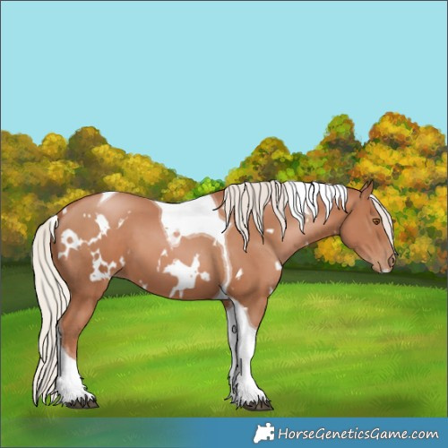 Horse Color:White Spotted Silver Black Pearl Tobiano 