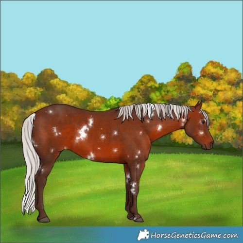 Horse Color:White Spotted Silver Brown 