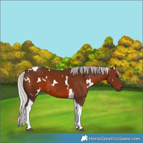 Horse Color:White Spotted Silver Brown Tobiano