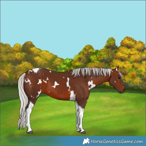 Horse Color:White Spotted Silver Brown Tobiano 