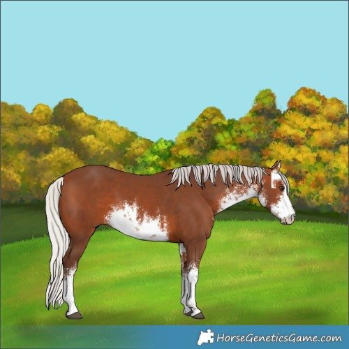 Horse Color:White Spotted Silver Brown 