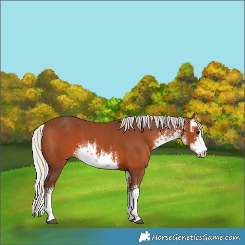 Horse Color:White Spotted Silver Brown 