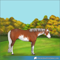 Horse Color:White Spotted Silver Brown