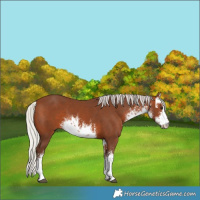Horse Color:White Spotted Silver Brown