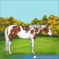 Horse Color:White Spotted Silver Brown Splash Tobiano