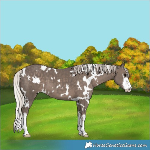 Horse Color:White Spotted Silver Black 