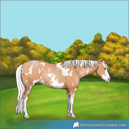 Horse Color:White Spotted Silver Bay Pearl Splash 